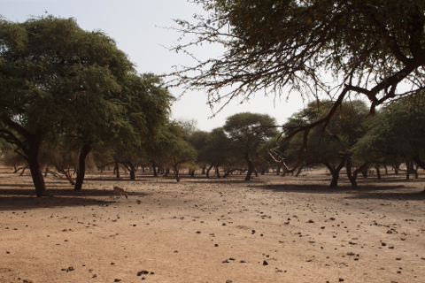 Climate Change, Environmental Changes and Migration - Social-Ecological Conditions of Population Movements: The Example of the Sahelian Countries Mali and Senegal (2010-2014), funded by BMBF