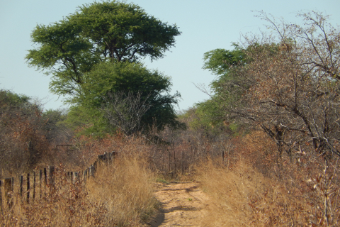 Analysis of vegetation changes with NOAA-AVHRR and MODIS data to detect degradation in northwestern Namibia (2003-2005), funded by DFG