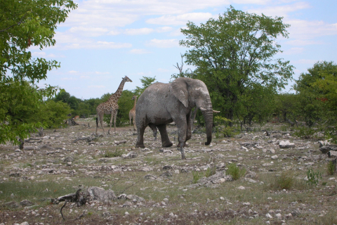 Analysis of bush encroachment with NOAA-AVHRR-data in Etosha National Park (Namibia) (2002-2002), funded by DFG